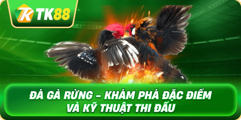 Đá Gà Rừng - Khám Phá Đặc Điểm Và Kỹ Thuật Thi Đấu 1 da_ga_rung_kham_pha_dac_diem_va_ky_thuat_thi_dau_1x
